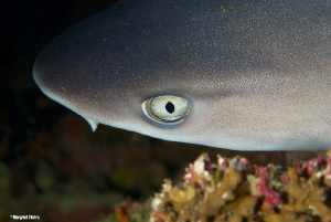 Close-up of reef shark
Nikon D80, Ikelite housing + two ... by Margriet Tilstra 
